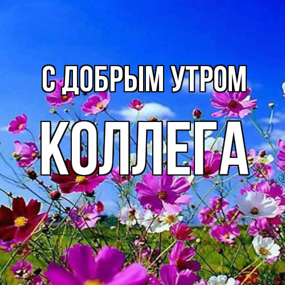 Открытка  с именем. коллега, С добрым утром  