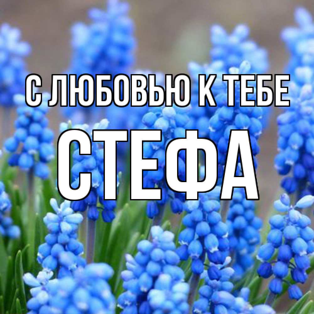 Открытка  с именем. стефа, С любовью к тебе  