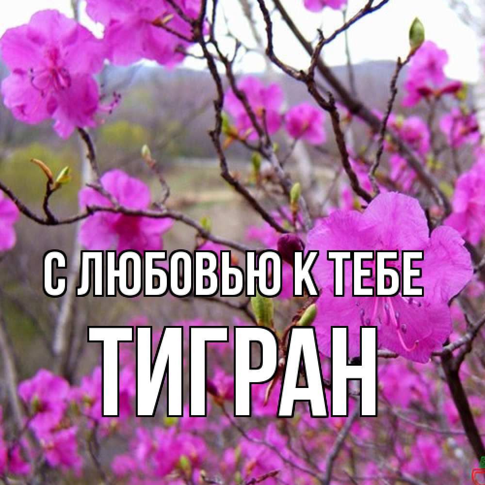 Открытка  с именем. Тигран, С любовью к тебе  