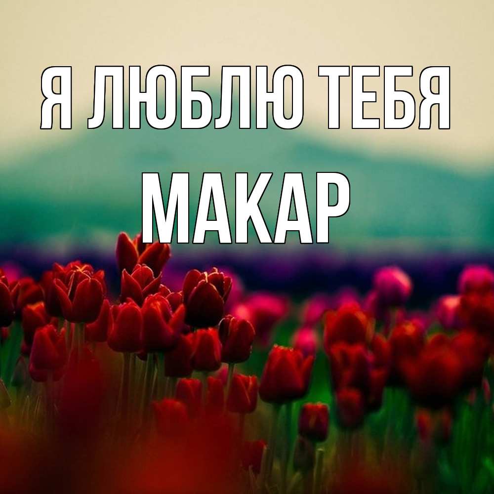 Открытка  с именем. Макар, Я люблю тебя  