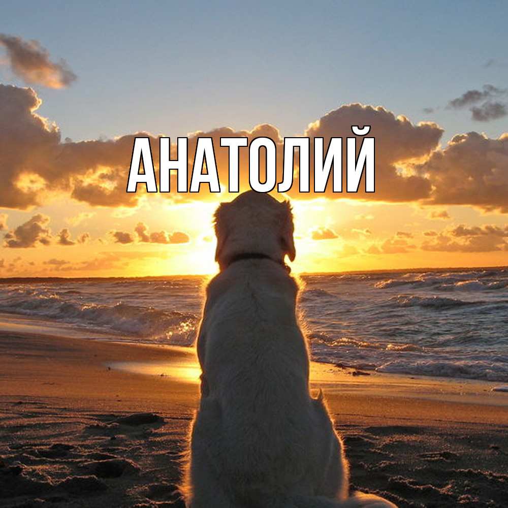 Открытка  с именем. Анатолий, Главная  
