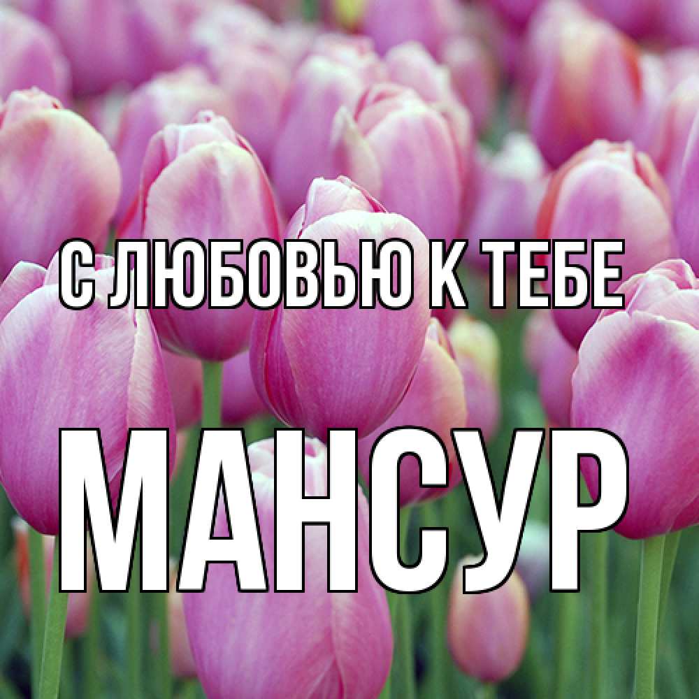 Открытка  с именем. Мансур, С любовью к тебе  