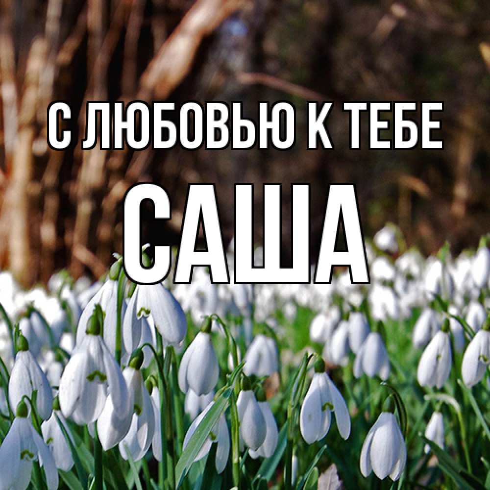 Открытка  с именем. Саша, С любовью к тебе  