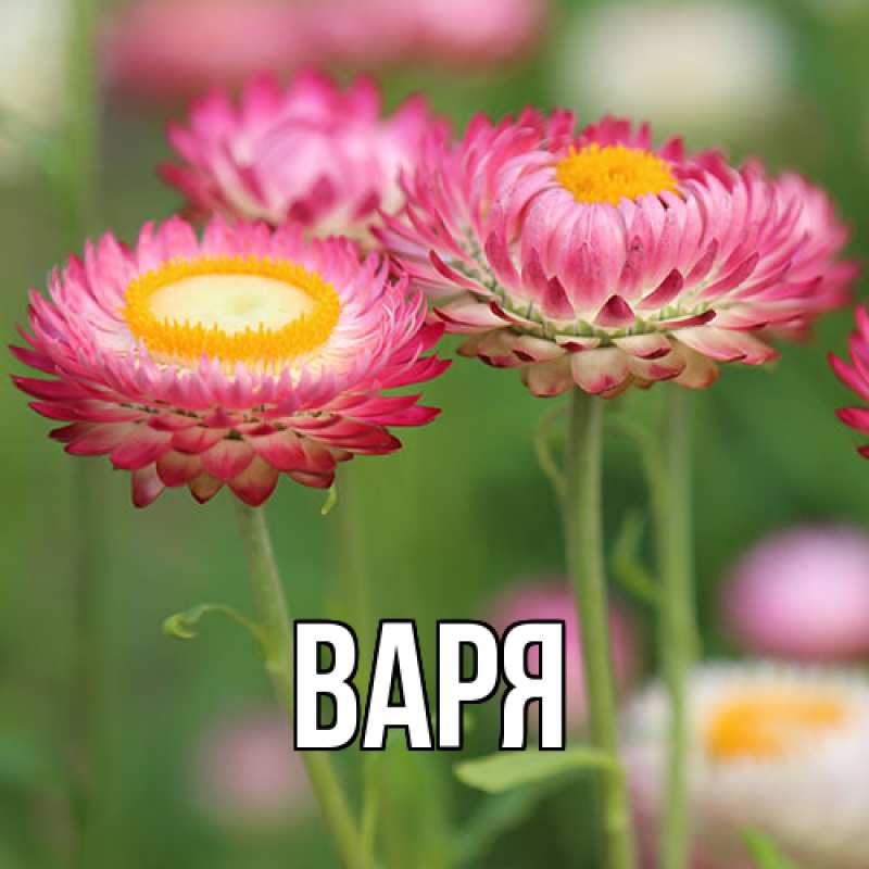 Картинка  с именем , варя