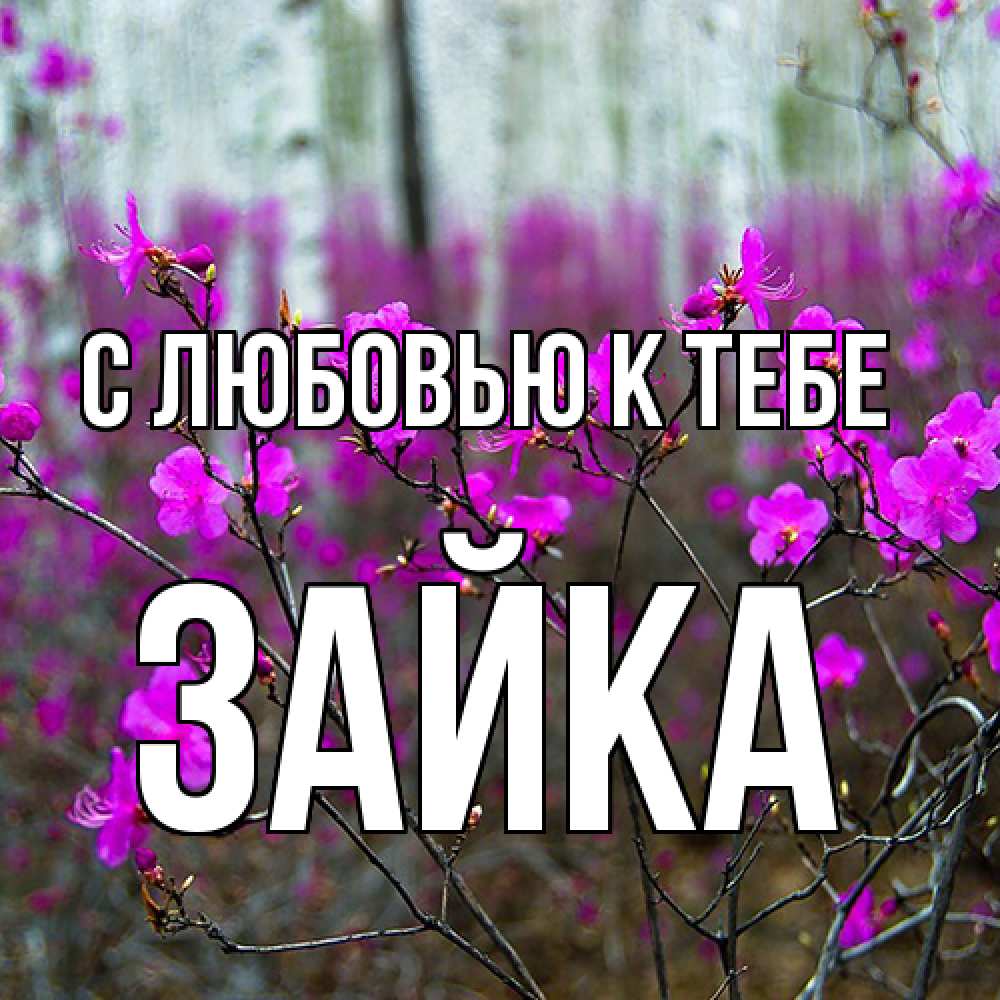 Открытка  с именем. Зайка, С любовью к тебе  