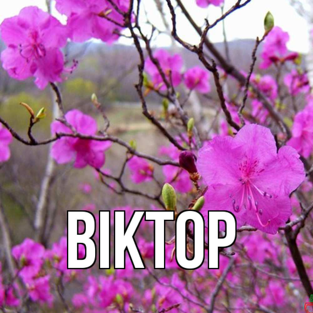 Открытка  с именем. Віктор, Главная  