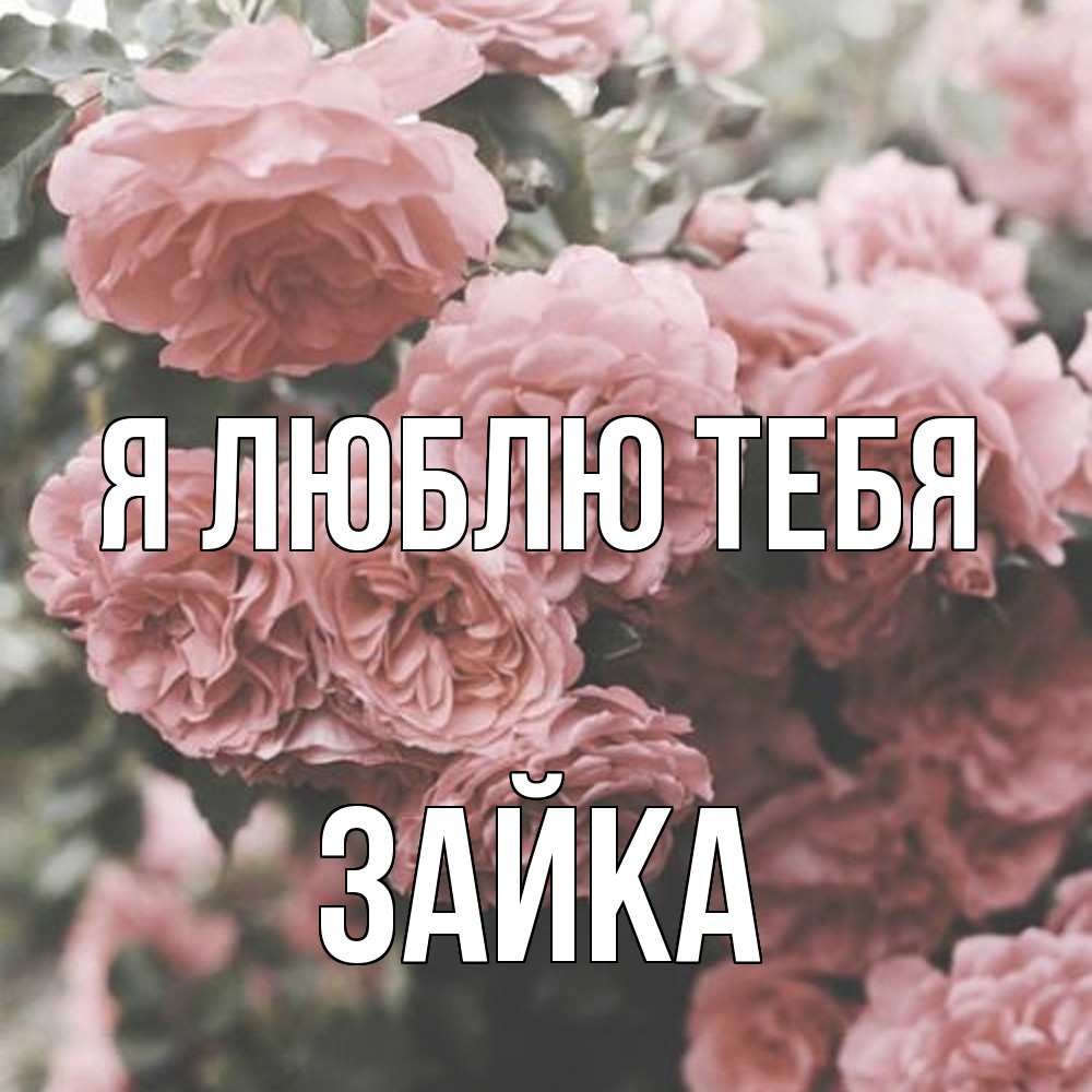 Открытка  с именем. Зайка, Я люблю тебя  