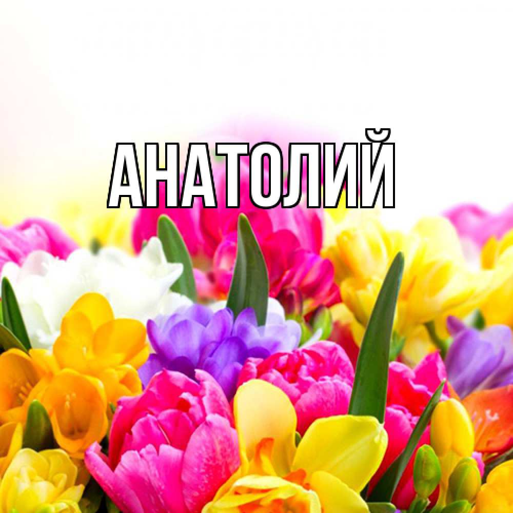 Открытка  с именем. Анатолий, Главная  