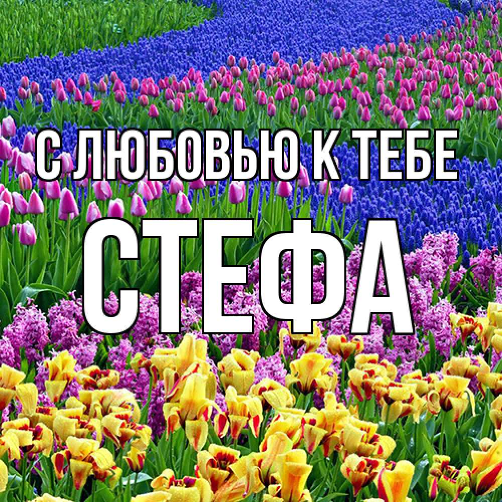 Открытка  с именем. стефа, С любовью к тебе  