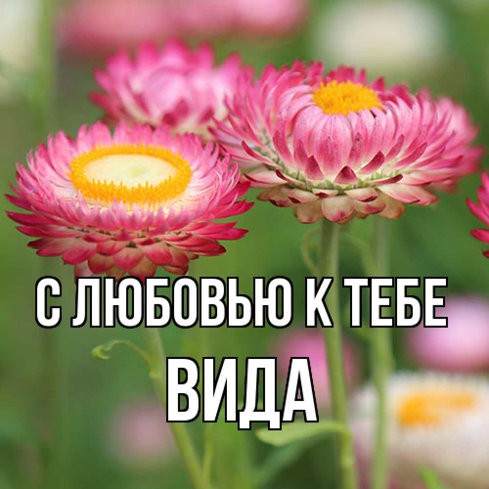 Открытка  с именем. Вида, С любовью к тебе  