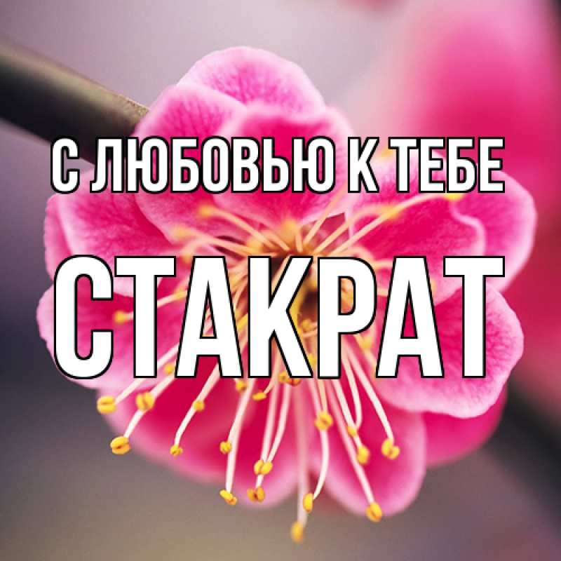 Картинка С любовью к тебе, Стакрат
