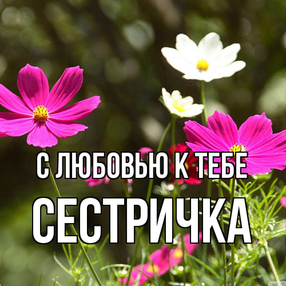 Открытка  с именем. Сестричка, С любовью к тебе  