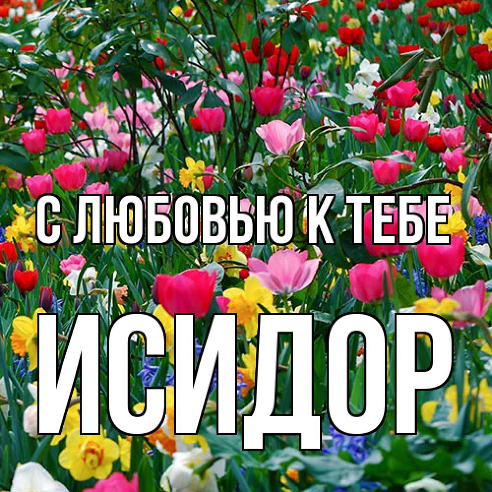Открытка  с именем. Исидор, С любовью к тебе  
