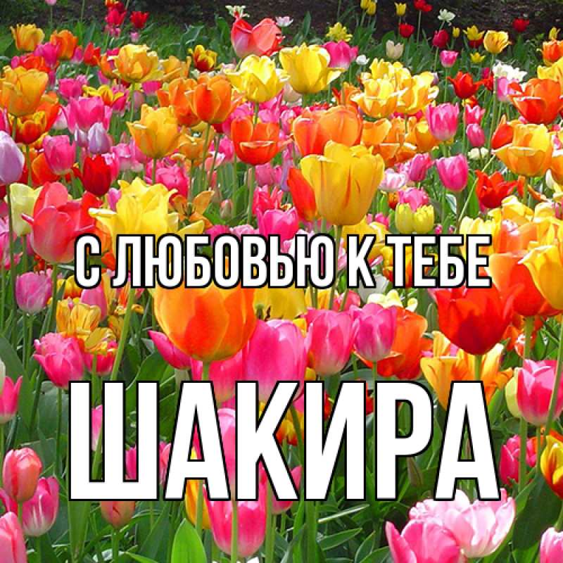 Картинка С любовью к тебе, Шакира