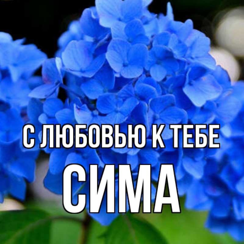 Картинка С любовью к тебе, Сима