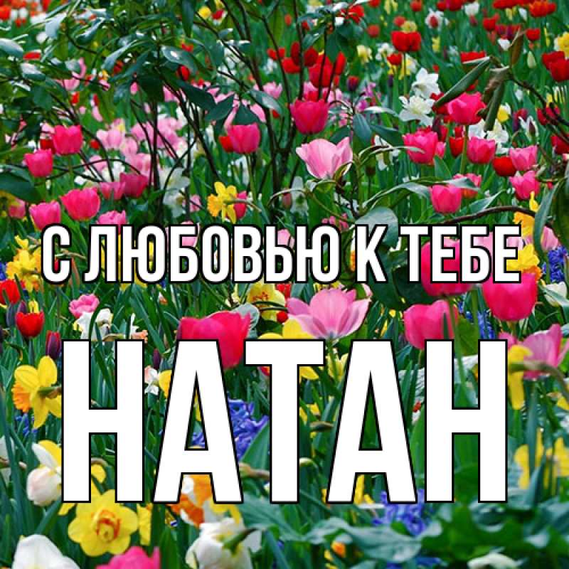 Картинка С любовью к тебе, Натан