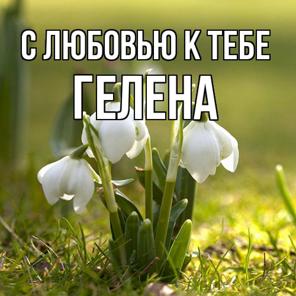 Открытка  с именем. Гелена, С любовью к тебе  