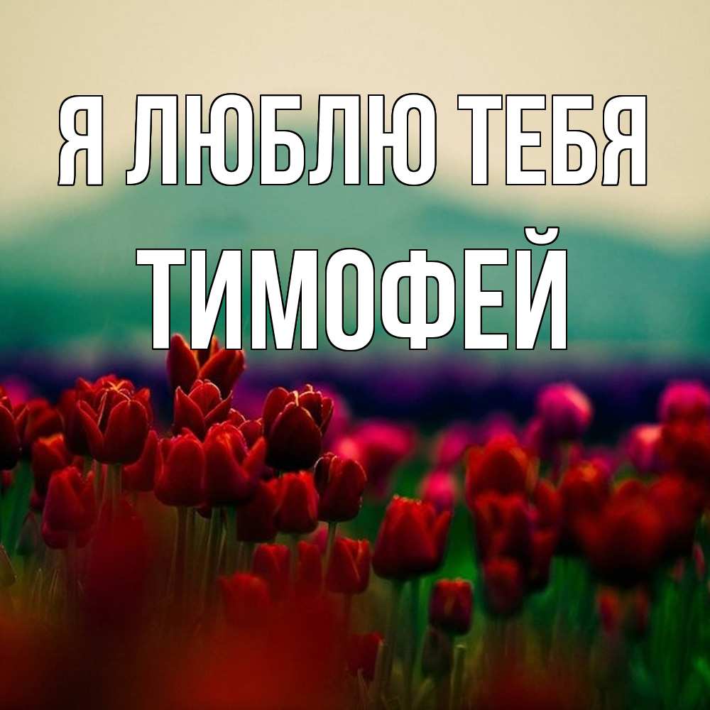 Открытка  с именем. Тимофей, Я люблю тебя  
