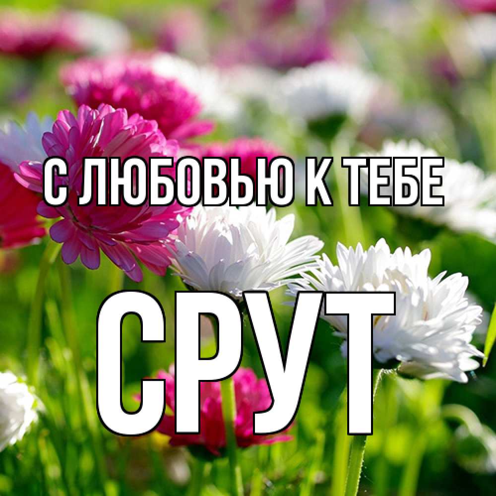 Открытка  с именем. срут, С любовью к тебе  