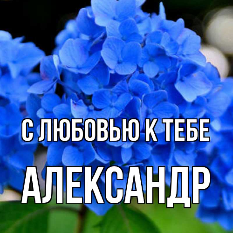 Картинка С любовью к тебе, Александр