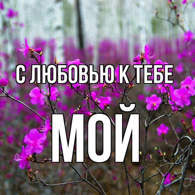 Картинка С любовью к тебе, Мой