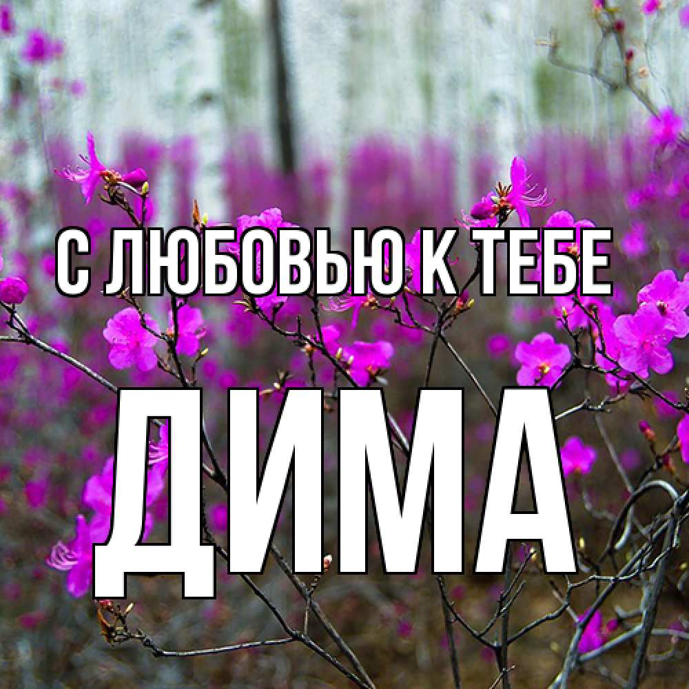 Открытка  с именем. Дима, С любовью к тебе  