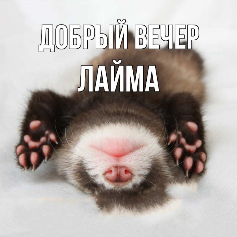 Картинка Добрый вечер, Лайма