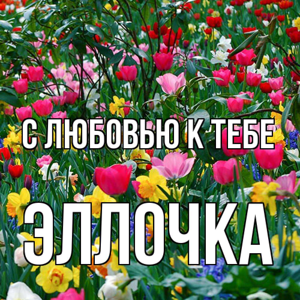 Открытка  с именем. Эллочка, С любовью к тебе  