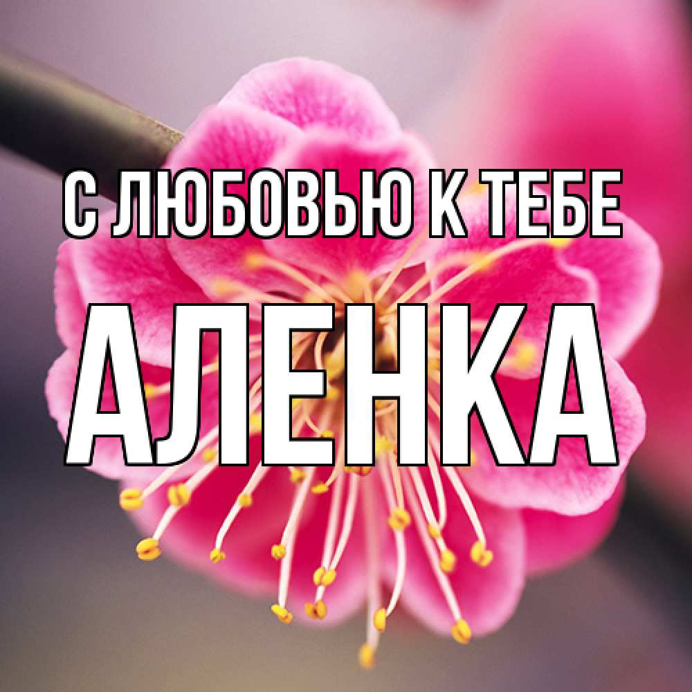 Открытка  с именем. аленка, С любовью к тебе  