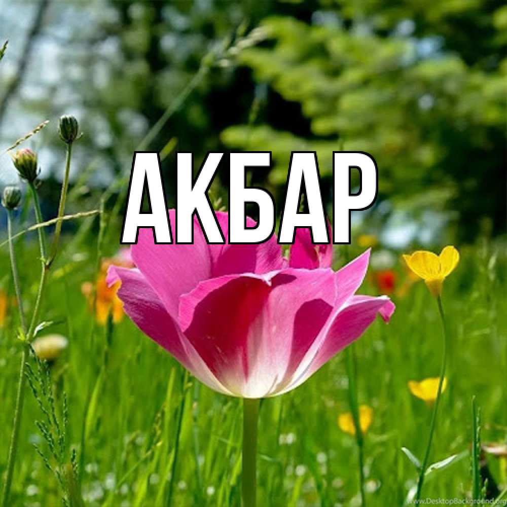 Открытка  с именем. Акбар, Главная  