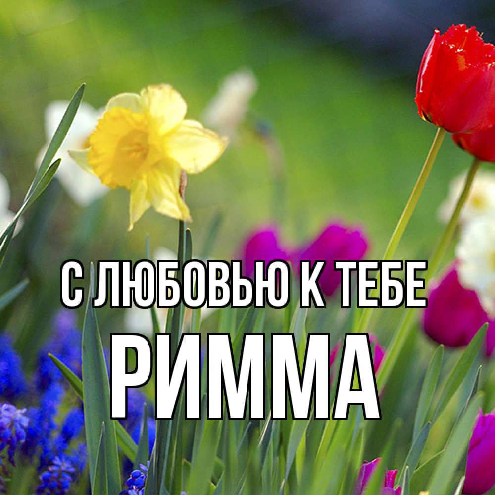Открытка  с именем. Римма, С любовью к тебе  