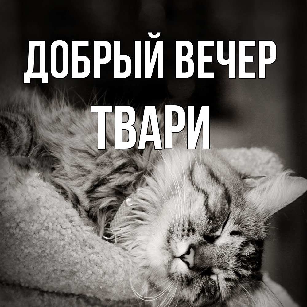 Открытка  с именем. твари, Добрый вечер  