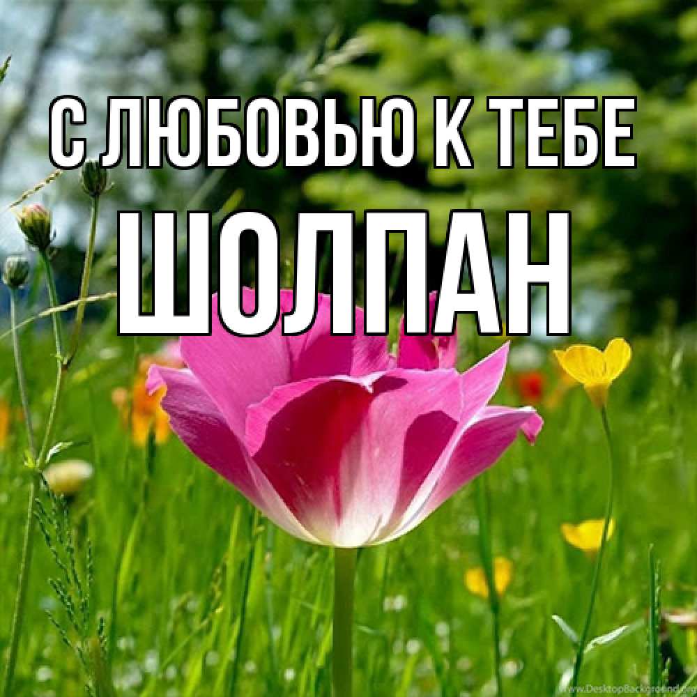 Открытка  с именем. Шолпан, С любовью к тебе  