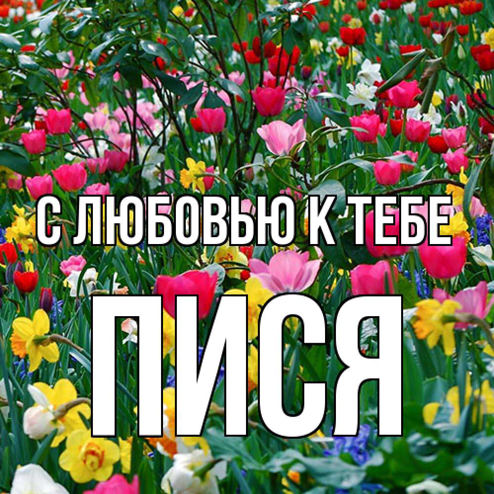 Открытка  с именем. пися, С любовью к тебе  