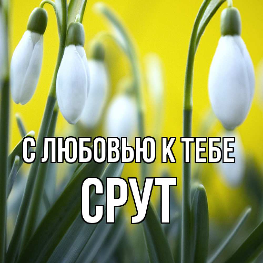 Открытка  с именем. срут, С любовью к тебе  