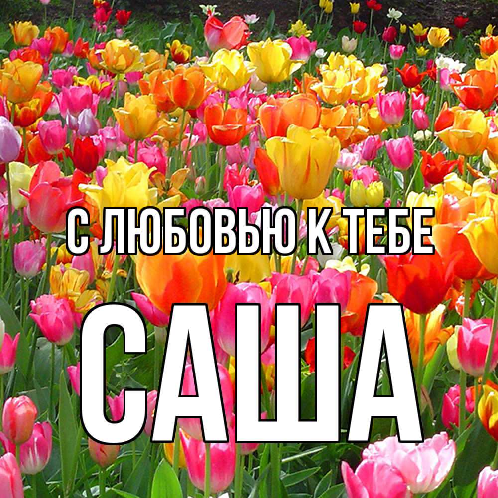 Открытка  с именем. Саша, С любовью к тебе  