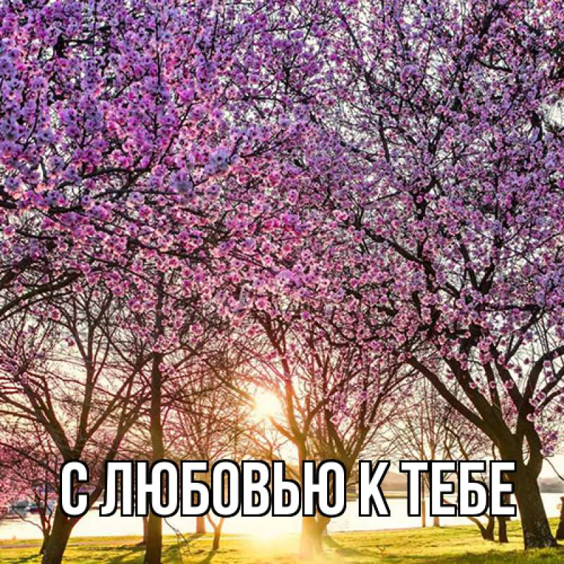 Картинка С любовью к тебе, 
