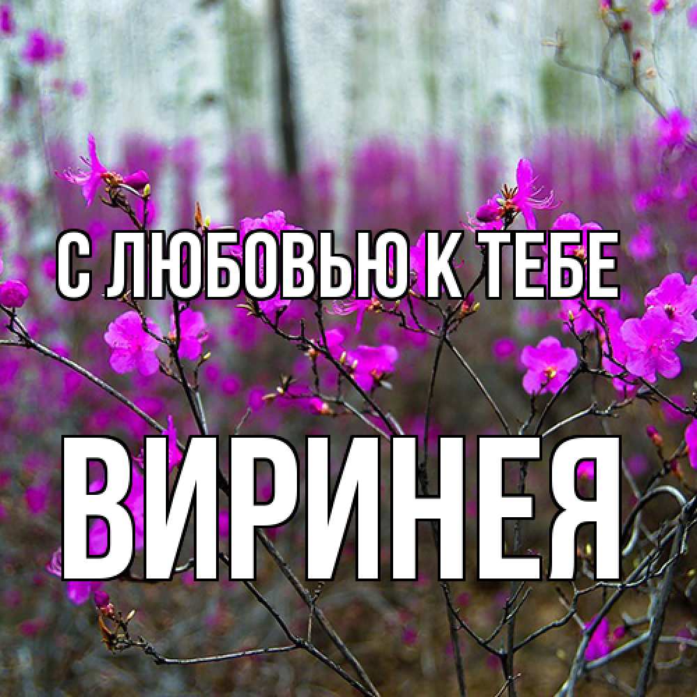 Открытка  с именем. Виринея, С любовью к тебе  