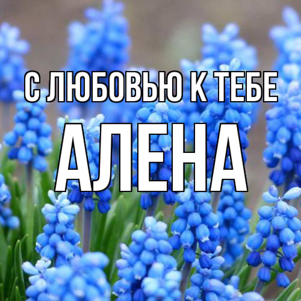 Открытка  с именем. Алена, С любовью к тебе  
