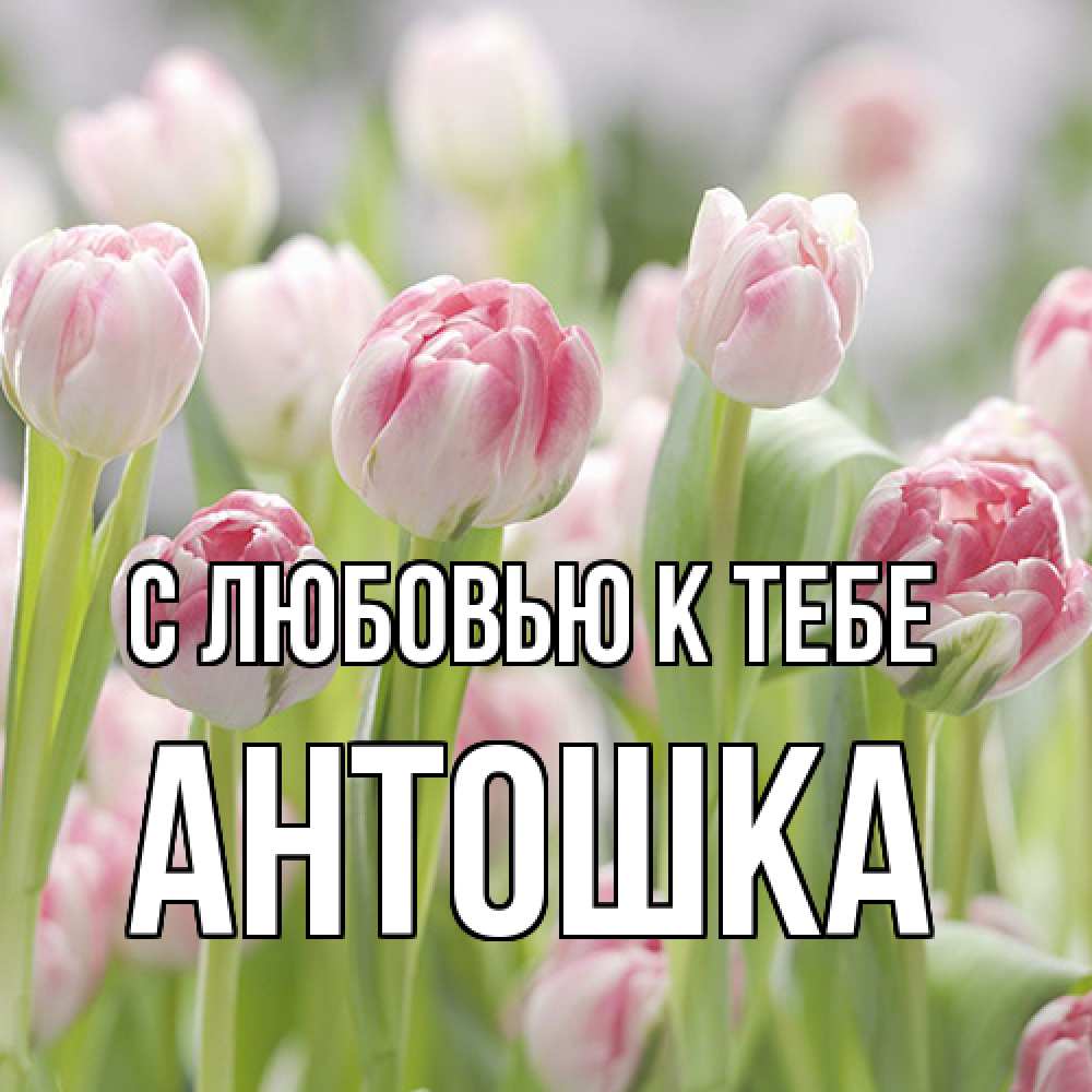 Открытка  с именем. Антошка, С любовью к тебе  