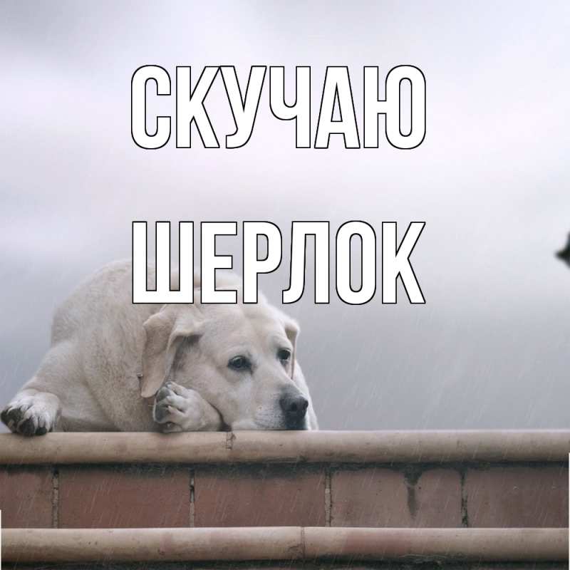 Картинка Скучаю, Шерлок