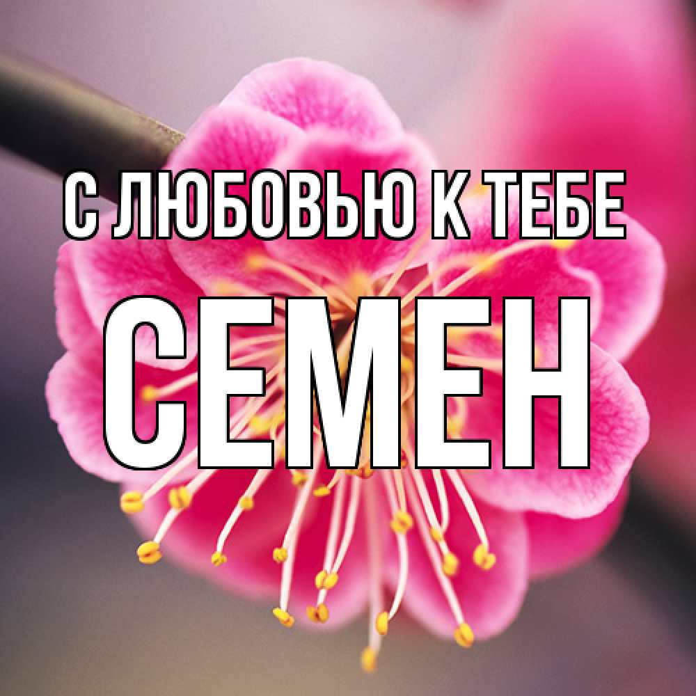 Открытка  с именем. Семен, С любовью к тебе  