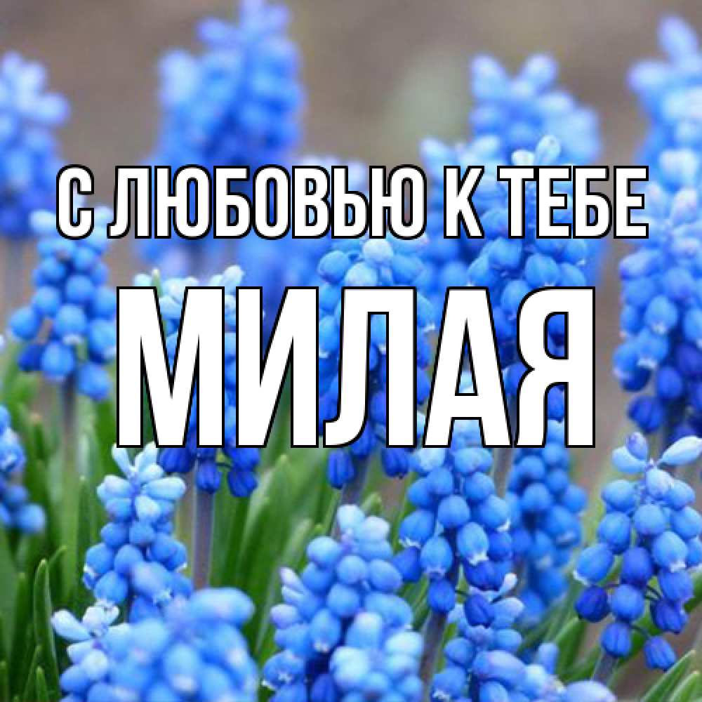 Открытка  с именем. МИЛАЯ, С любовью к тебе  