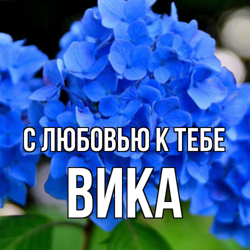 Открытка  с именем. Вика, С любовью к тебе  