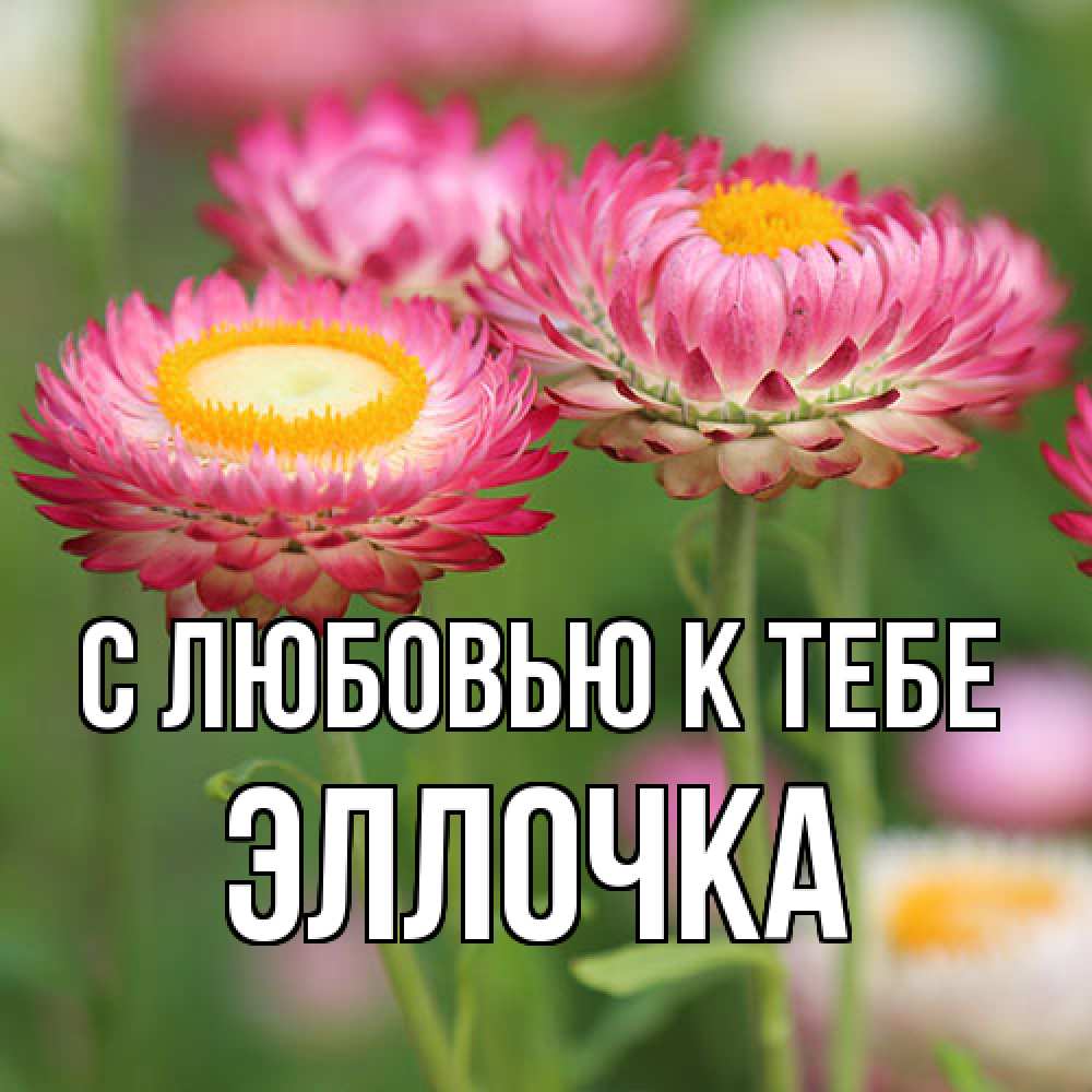 Открытка  с именем. Эллочка, С любовью к тебе  