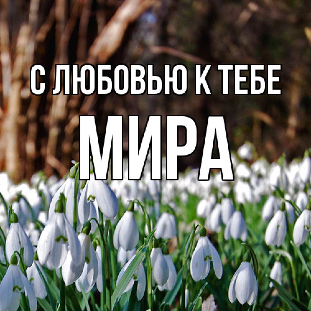 Открытка  с именем. Мира, С любовью к тебе  