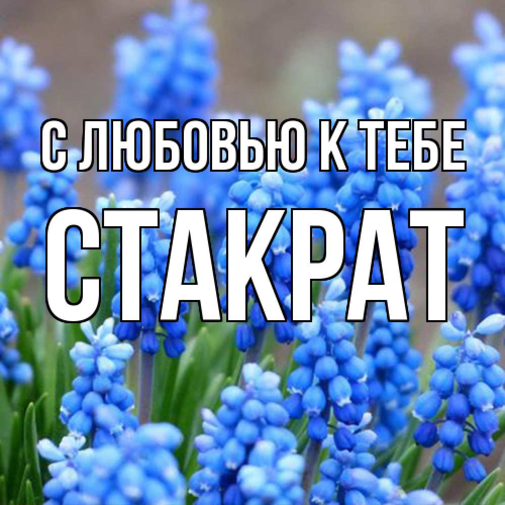 Открытка  с именем. Стакрат, С любовью к тебе  