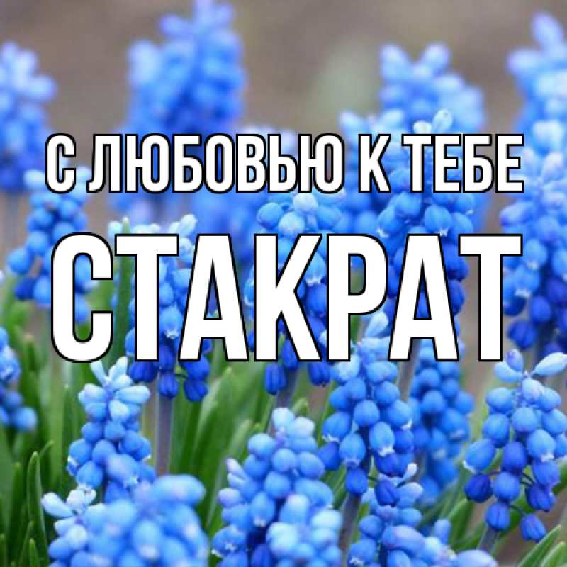 Картинка С любовью к тебе, Стакрат