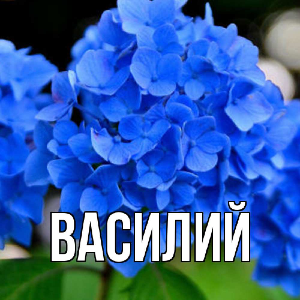 Открытка  с именем. Василий, Главная  