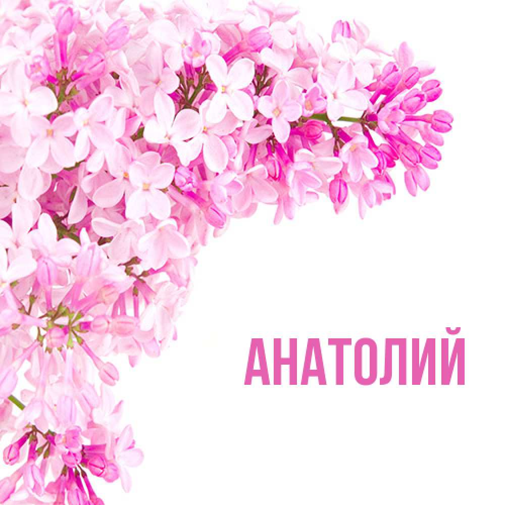 Открытка  с именем. Анатолий, Главная  